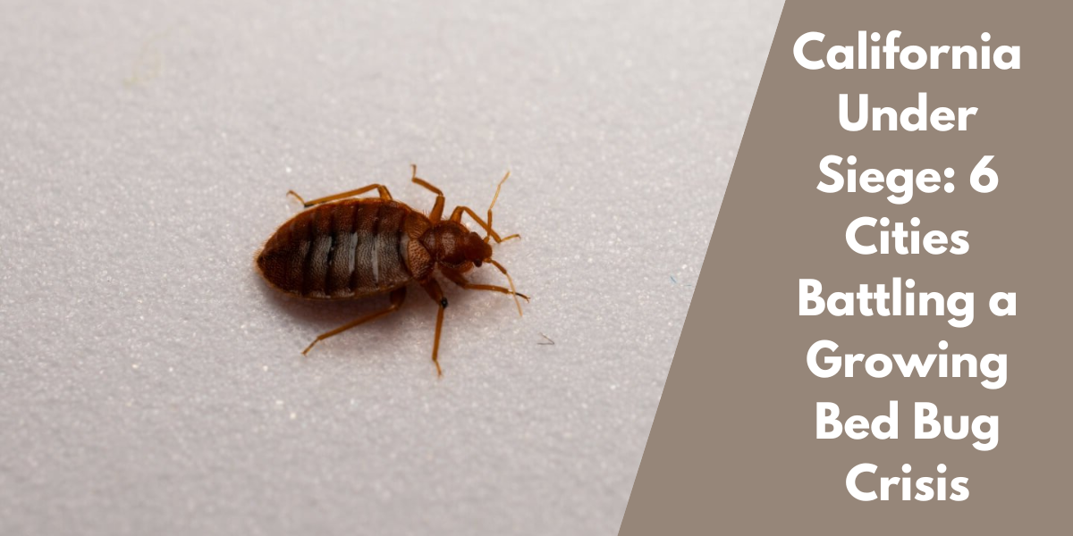 California Under Siege: 6 Cities Battling a Growing Bed Bug Crisis