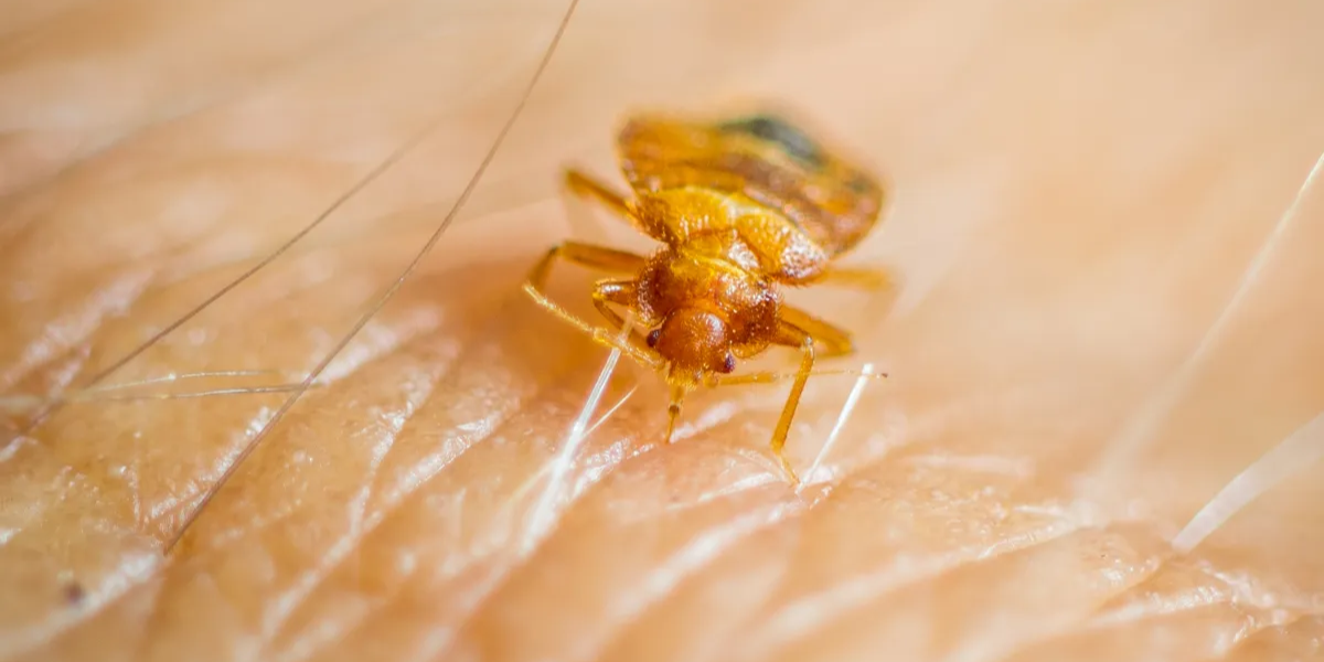 Chicago Retains Title as America's Most Bed Bug-Infested City for Another Year