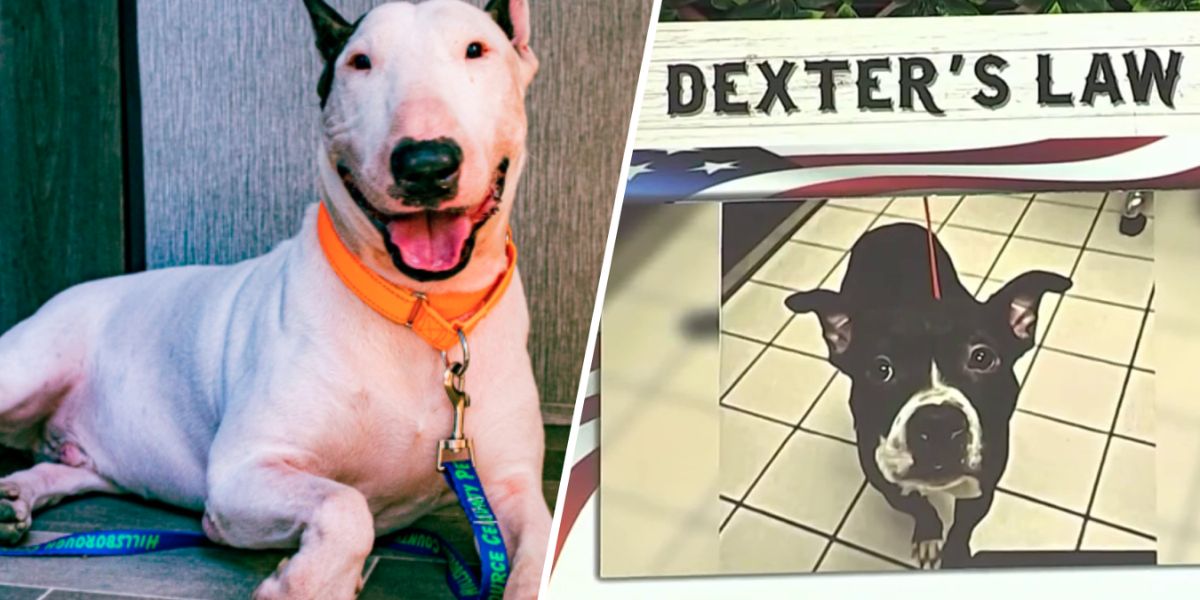 Dexter’s Law Takes Effect in Florida, Targeting Animal Cruelty With Tougher Penalties