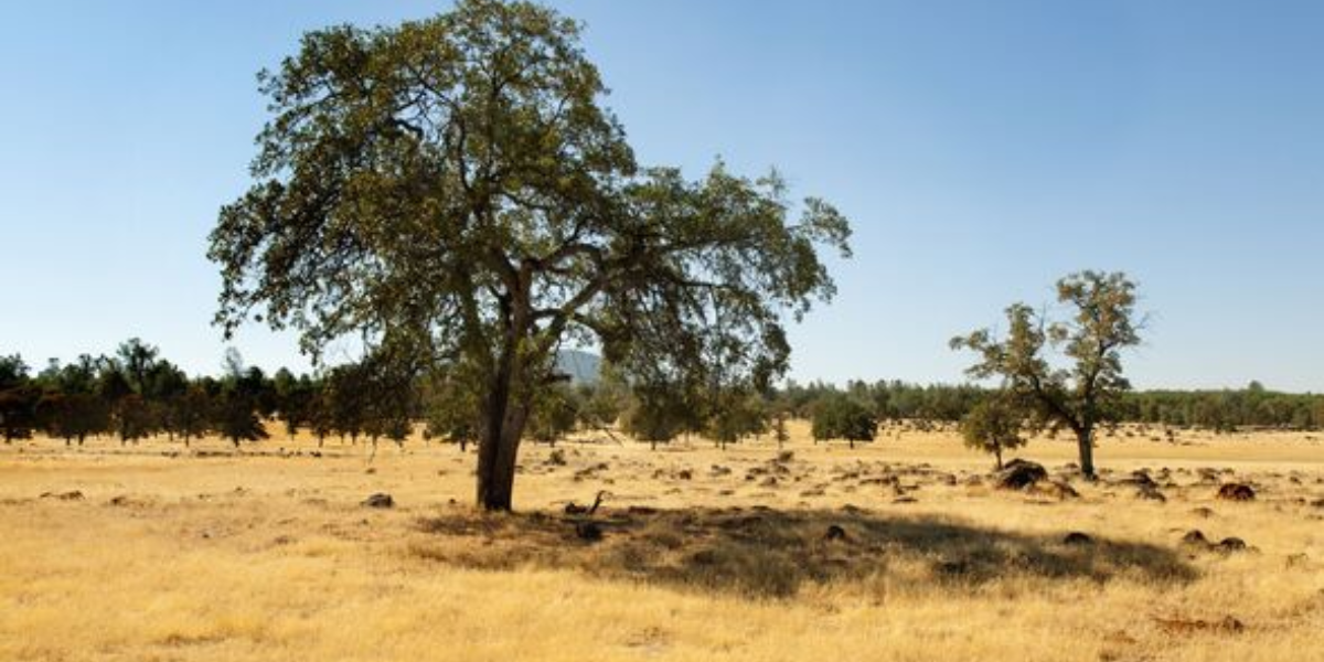 Extreme Heat Alert in North Eastern California as Temps Soar Past 110°F