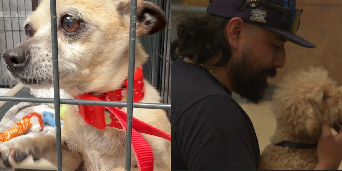 Fourth of July Fireworks Lead to Surge in Lost Pets at San Diego Humane Society