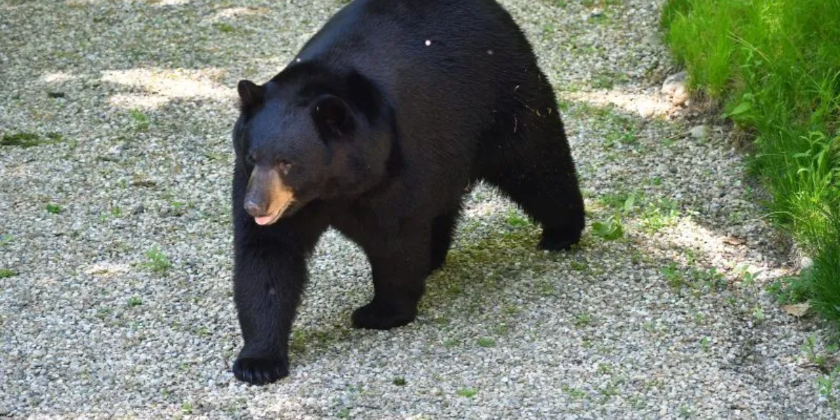 Illinois Residents Shocked as Black Bear Roams Through Towns