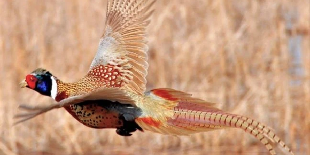 Iowa Hunters Report Second-Highest Pheasant Harvest Since 2007