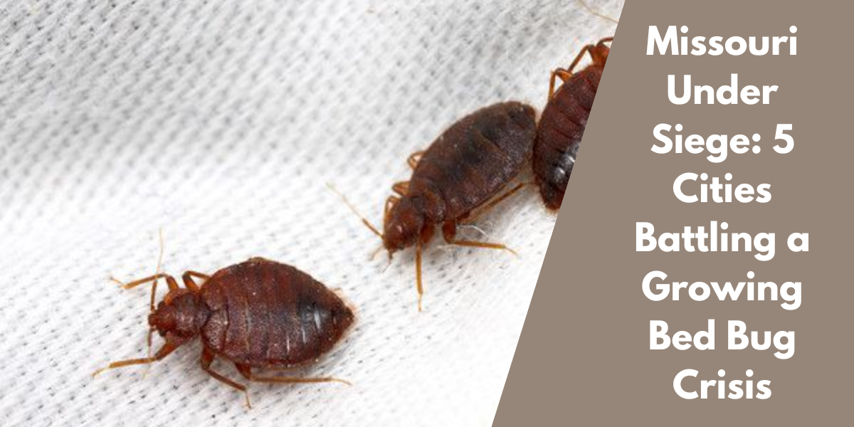 Missouri Under Siege: 5 Cities Battling a Growing Bed Bug Crisis