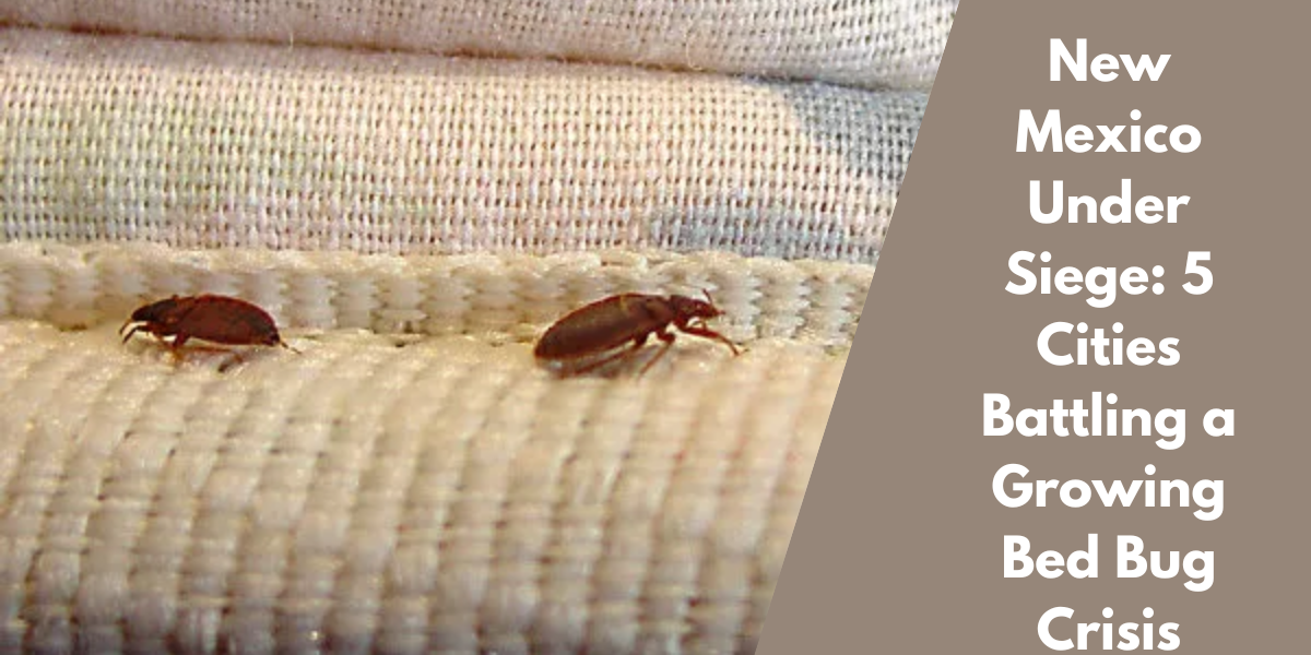 New Mexico Under Siege: 5 Cities Battling a Growing Bed Bug Crisis