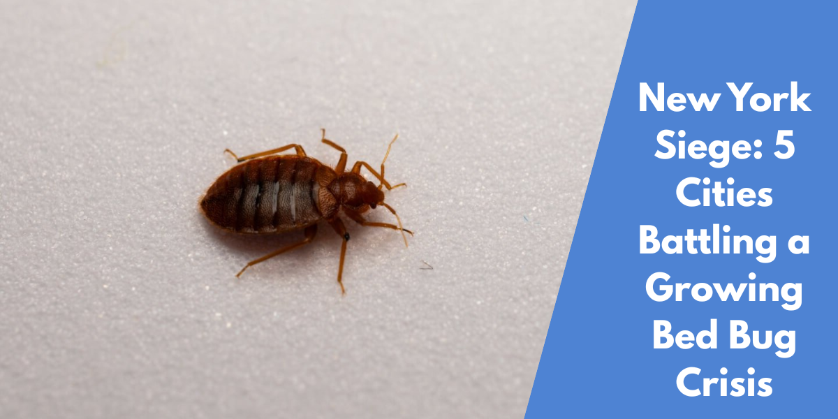 New York Siege: 5 Cities Battling a Growing Bed Bug Crisis
