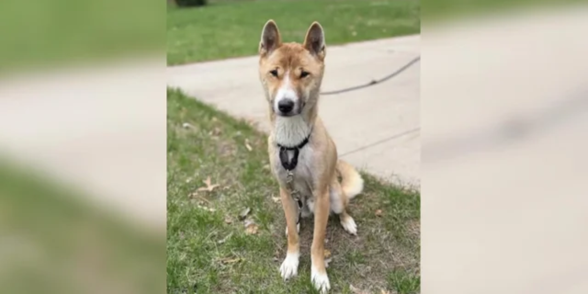 Northfield Family Heartbroken After Their Beloved Singing Dog Goes Missing