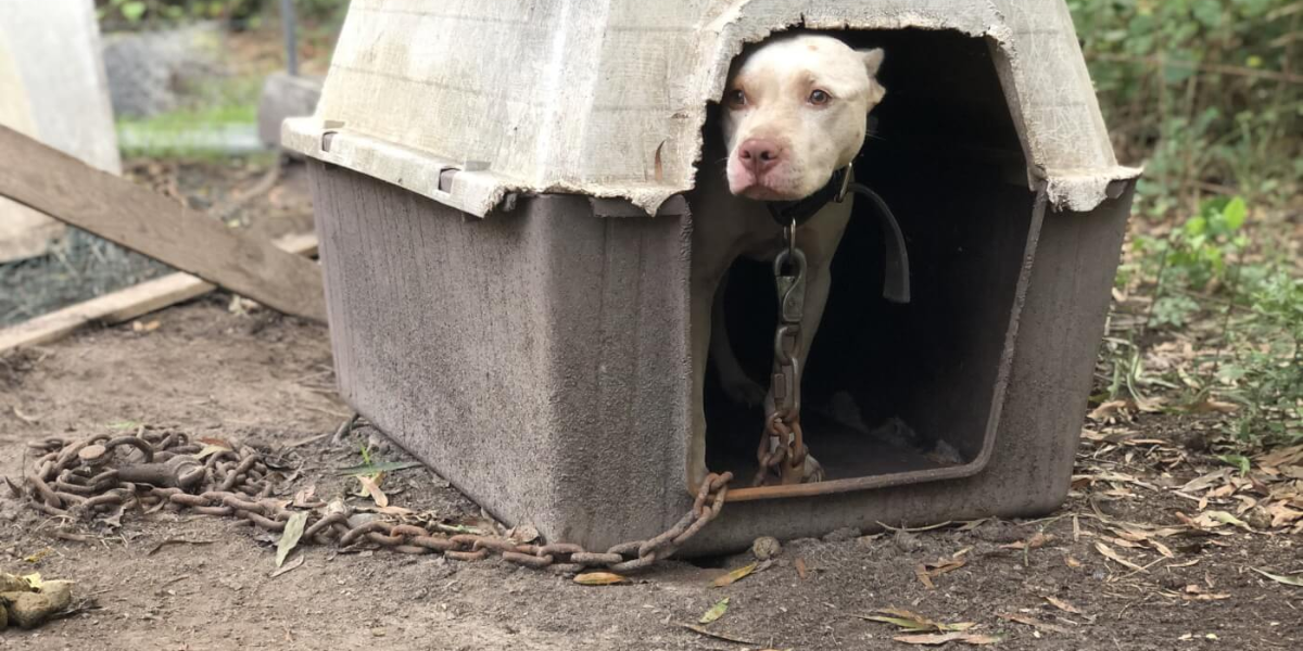 Oklahoma Father of Mauled Child Arrested in Separate Dog Abuse Case in Arizona
