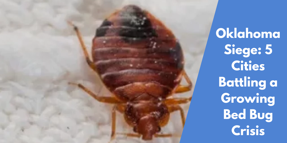 Oklahoma Siege: 5 Cities Battling a Growing Bed Bug Crisis