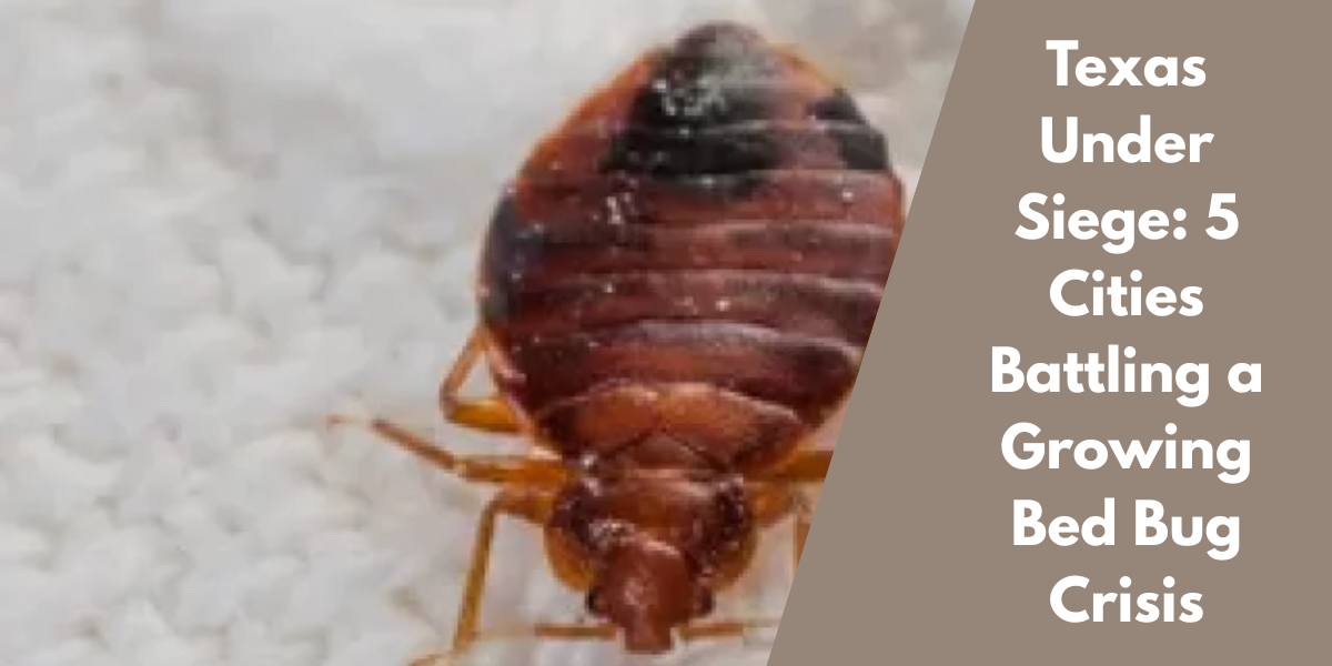 Texas Under Siege: 5 Cities Battling a Growing Bed Bug Crisis