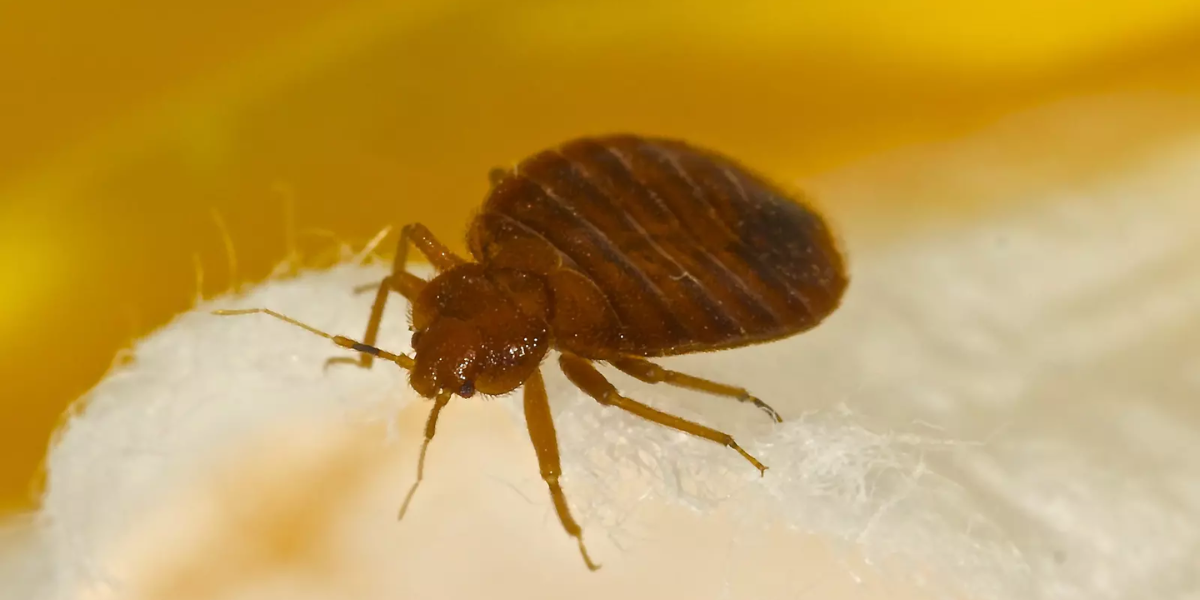 Wisconsin City Tops 2025 List of Worst Places for Bed Bugs in America
