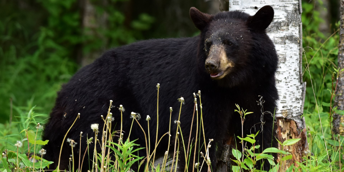 Wisconsin Woman, 69, Hospitalized After Brutal Backyard Bear Encounter