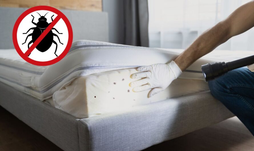 Bed Bug Battle: 6 Florida Cities on High Alert Amid Growing Infestations