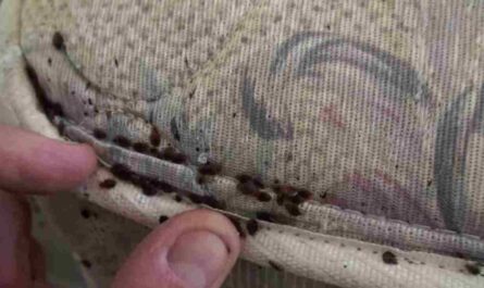 Insect Invasion 2025: 5 Pennsylvania Cities Battling a Bed Bug Resurgence
