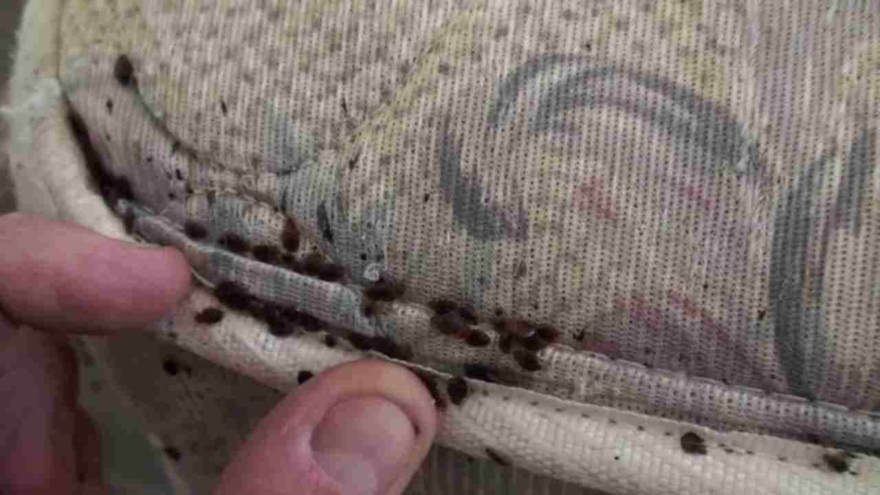 Insect Invasion 2025: 5 Pennsylvania Cities Battling a Bed Bug Resurgence