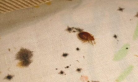 Insect Invasion 5 Florida Cities Combatting Bed Bug Onslaught
