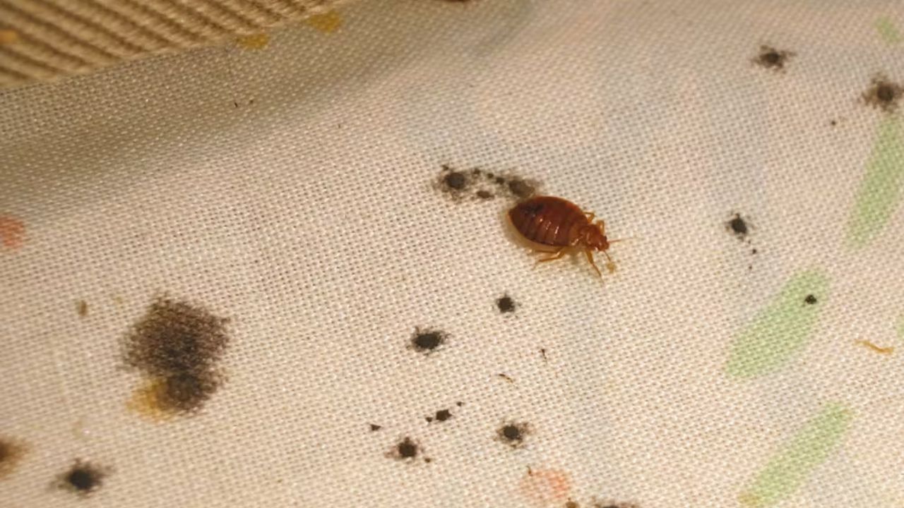 Insect Invasion 5 Florida Cities Combatting Bed Bug Onslaught