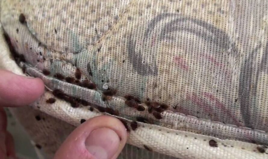 Insect Invasion: 5 Iowa Cities Battling Severe Bed Bug Outbreaks in 2025