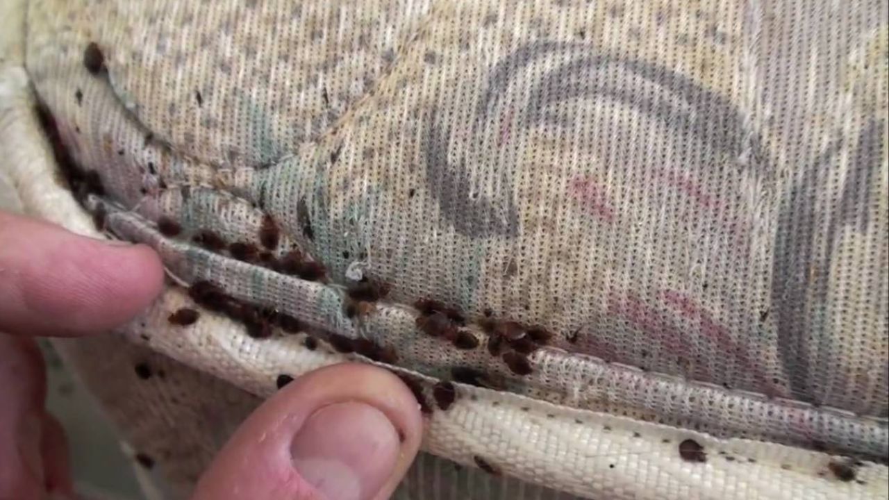 Insect Invasion 5 Iowa Cities Battling Severe Bed Bug Outbreaks in 2025