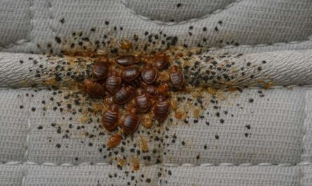 Insect Invasion: 5 Kansas Cities Battling a Bed Bug Onslaught in 2025