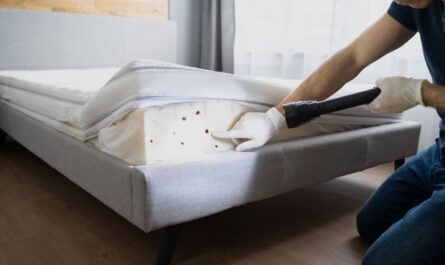 Insect Invasion 5 Minnesota Cities Fighting Back Against Bed Bug Surge