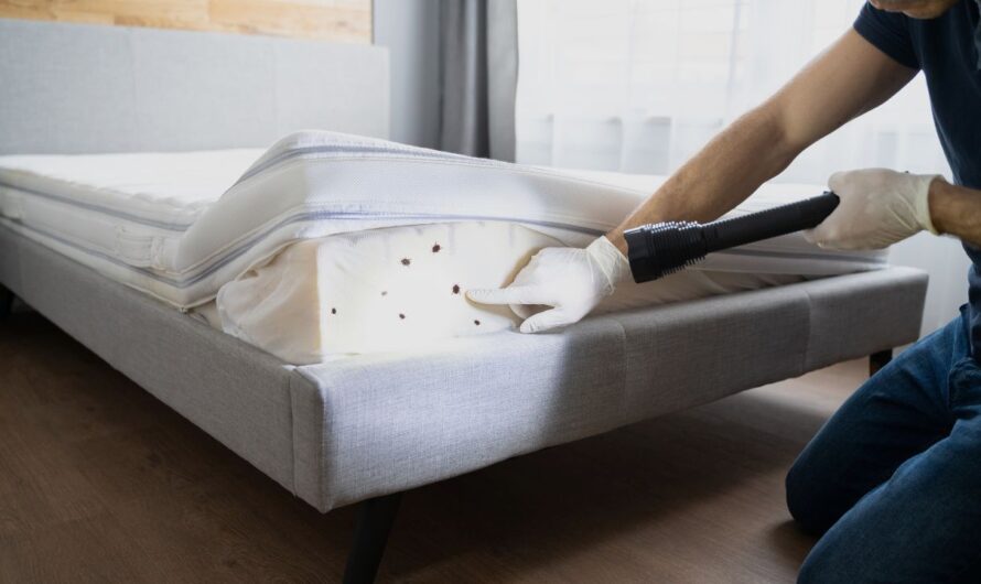 Insect Invasion: 5 Minnesota Cities Fighting Back Against Bed Bug Surge