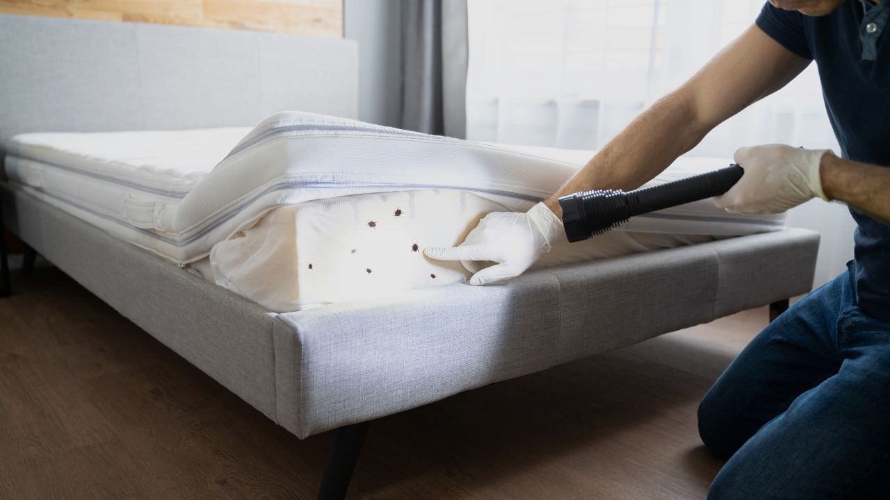 Insect Invasion 5 Minnesota Cities Fighting Back Against Bed Bug Surge