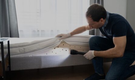 Insect Invasion: 5 New Mexico Cities Fighting a Growing Bed Bug Crisis