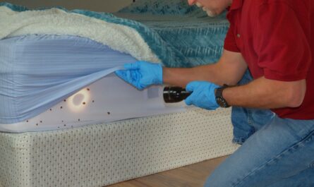 Insect Invasion 6 California Cities Combatting Bed Bug Onslaught