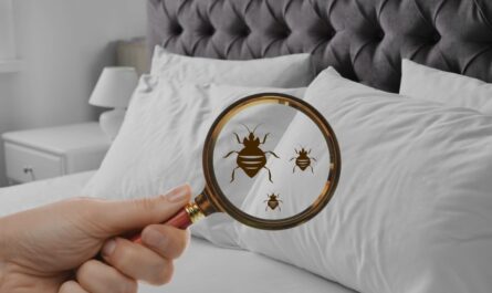 Insect Invasion Florida Cities Grapple With Rising Bed Bug Infestations