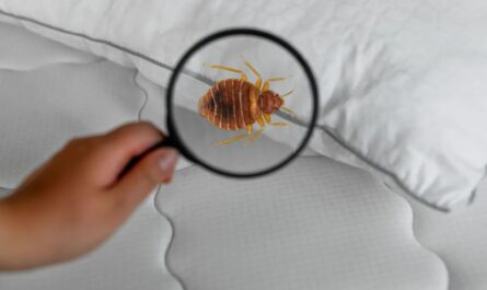 Insect Invasion How 5 Illinois Cities Are Battling a Bed Bug Onslaught in 2025