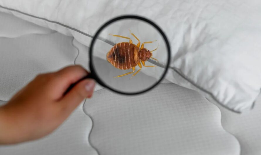 Insect Invasion: How 5 Illinois Cities Are Battling a Bed Bug Onslaught in 2025