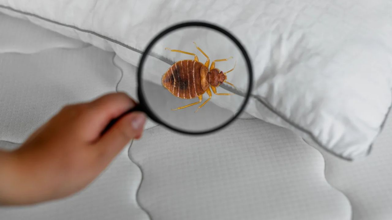 Insect Invasion How 5 Illinois Cities Are Battling a Bed Bug Onslaught in 2025