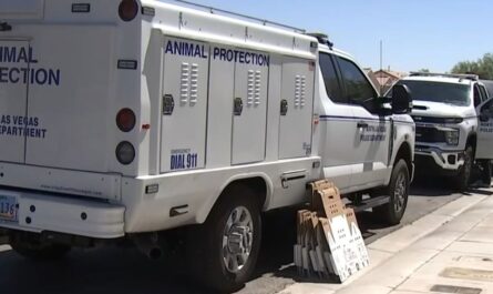 Las Vegas Woman Accused of Hoarding 48 Cats, Including 27 Found Dead