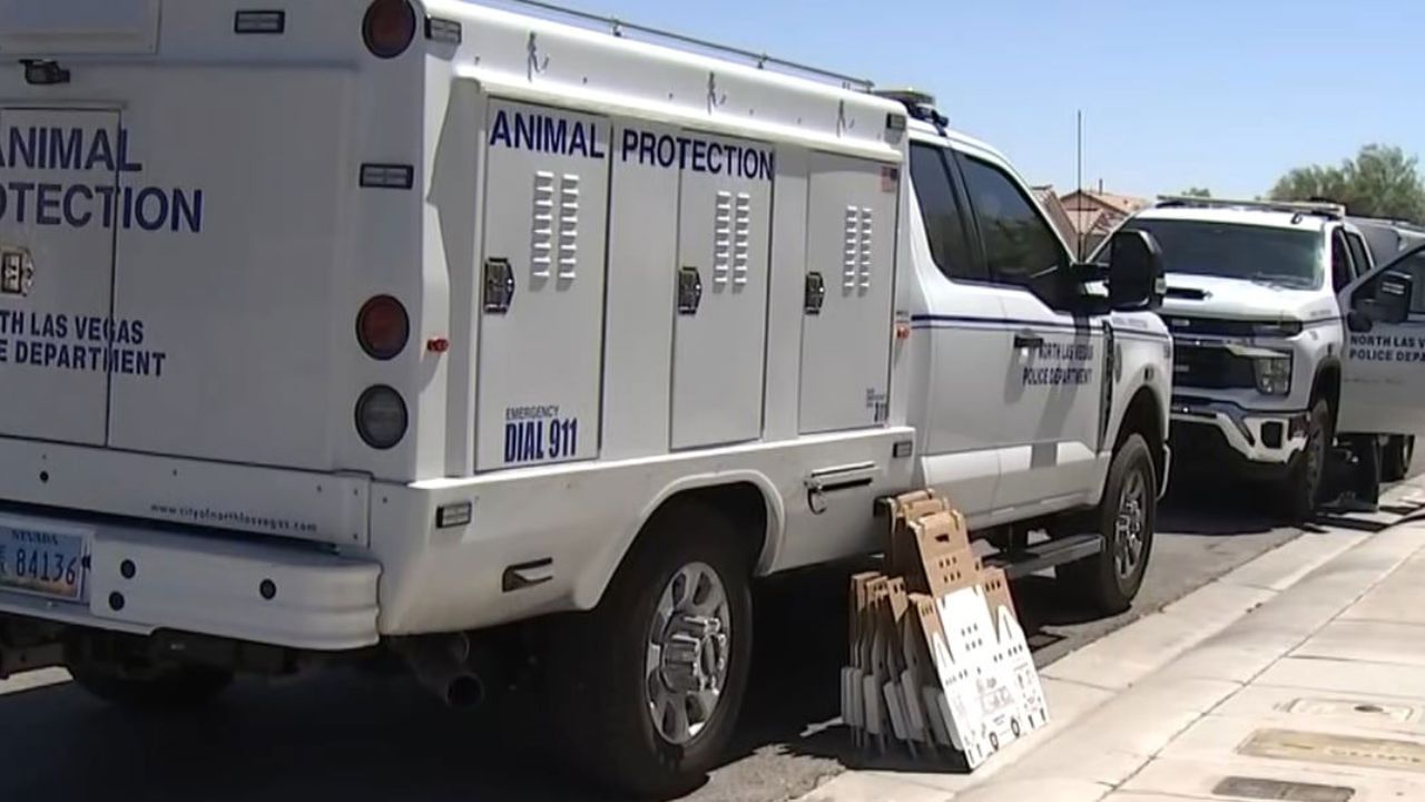 Las Vegas Woman Accused of Hoarding 48 Cats, Including 27 Found Dead