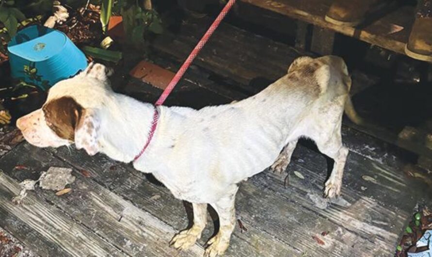 Palatka Mother Arrested After Leaving Teen and 7 Dogs in Filthy Home During Las Vegas Trip