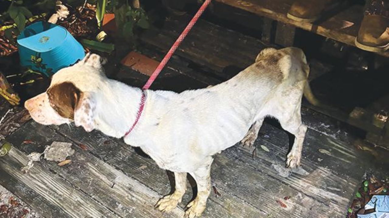 Palatka Mother Arrested After Leaving Teen and 7 Dogs in Filthy Home During Las Vegas Trip