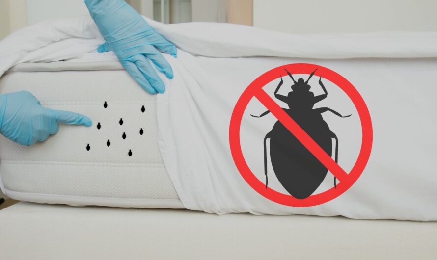 Texas Cities Battle Growing Bed Bug Crisis: Houston Tops the List