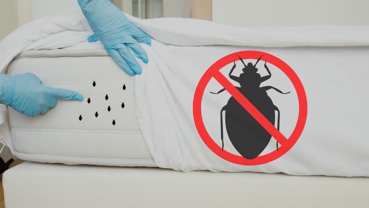 Texas Cities Battle Growing Bed Bug Crisis: Houston Tops the List