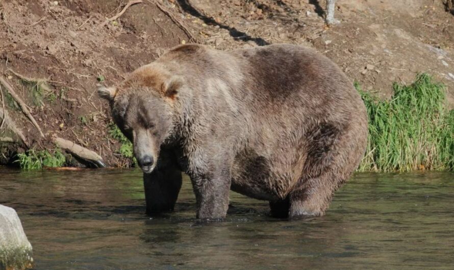 Alaska’s Katmai National Park to Host 11th Annual Fat Bear Week Celebrating the Bulkiest Brown Bears