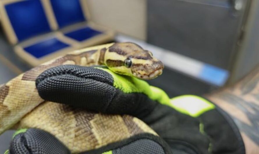 Ball Python Found Trespassing at Washington D.C. Fire Academy: Pete the Python’s Unexpected Visit