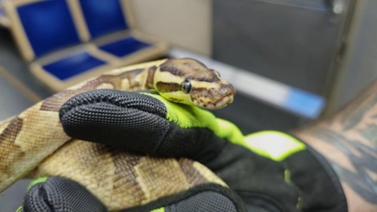 Ball Python Found Trespassing at Washington D.C. Fire Academy Pete the Python’s Unexpected Visit