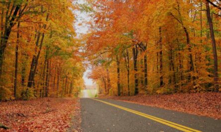 Best Places in and Near New York to Catch Picture-Perfect Fall Foliage This Season