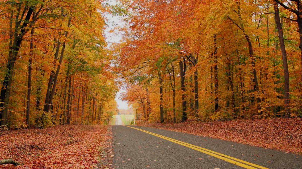Best Places in and Near New York to Catch Picture-Perfect Fall Foliage This Season