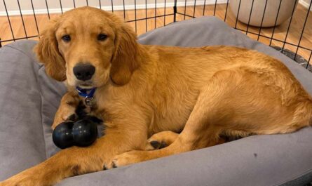 Boston Animal Control Rescues Golden Retriever Puppies Abandoned with Deadly Parvovirus