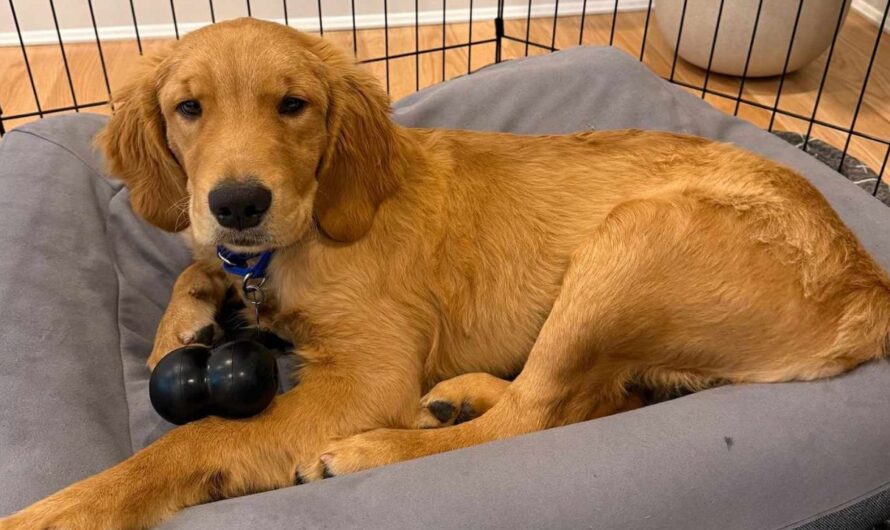 Boston Animal Control Rescues Golden Retriever Puppies Abandoned with Deadly Parvovirus