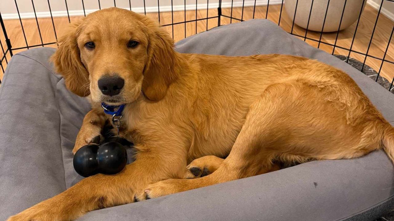 Boston Animal Control Rescues Golden Retriever Puppies Abandoned with Deadly Parvovirus