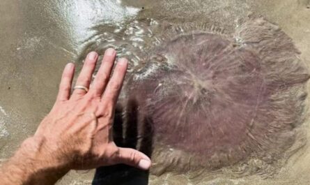 Horrifying Pink Jellyfish with 70-Foot Tentacles Found on Texas Coast Rare 'Pink Meanie' Sightings