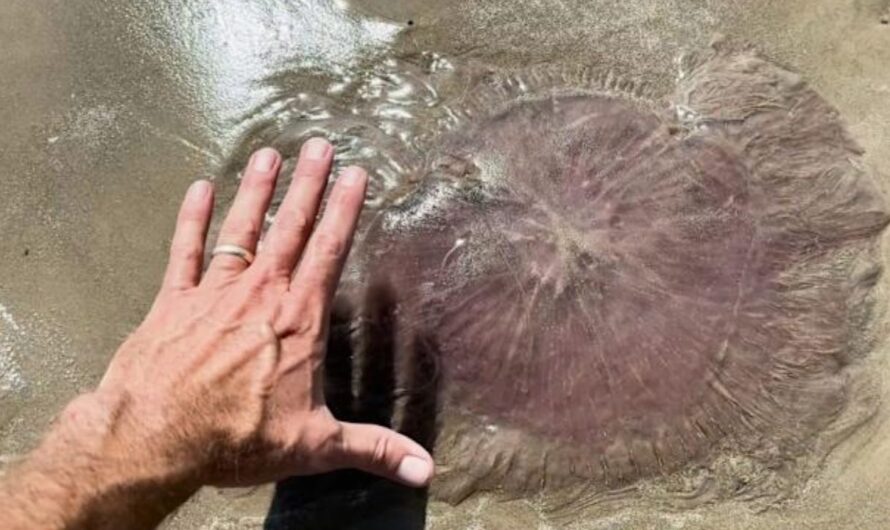 Horrifying Pink Jellyfish with 70-Foot Tentacles Found on Texas Coast: Rare ‘Pink Meanie’ Sightings