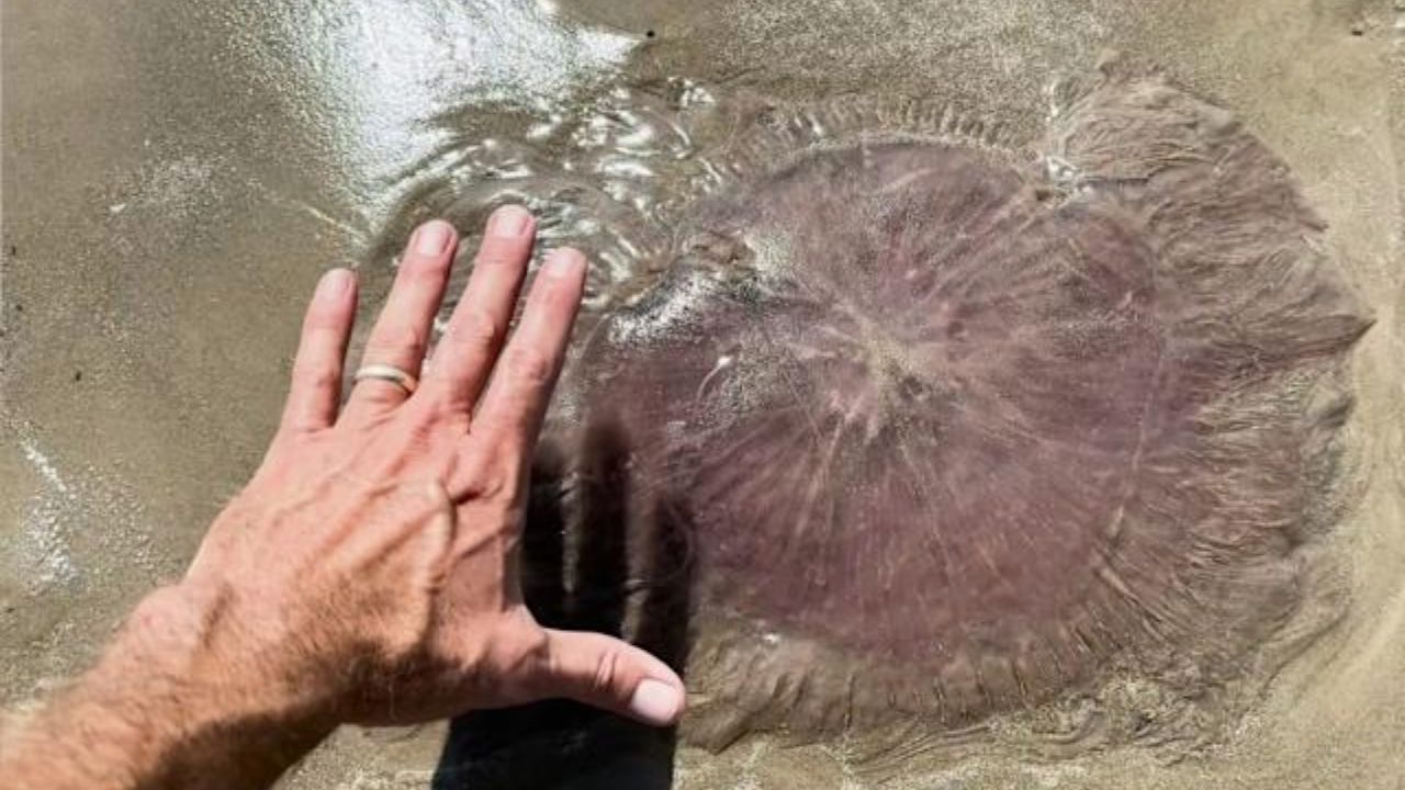 Horrifying Pink Jellyfish with 70-Foot Tentacles Found on Texas Coast Rare 'Pink Meanie' Sightings